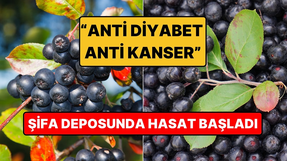 Tahıl Diyarında Alternatif: Tek Tek Elle Toplanıyor, Güçlü Bir Antioksidan Kaynağı!
