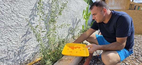 Bölgede Kimsenin Ekmediği Bir Meyve