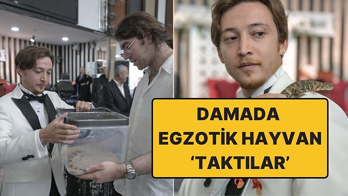 Böyle Düğün Hediyesi Görülmedi: Damada Altın Yerine İguana ve Bukalemun 'Taktılar'