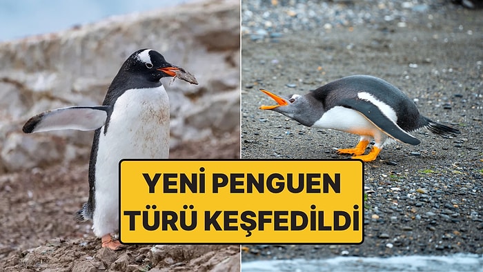 Önce Kedi, Şimdi Penguen: 100 Yıldır İlk Kez Yeni Bir Penguen Türü Keşfedildi!