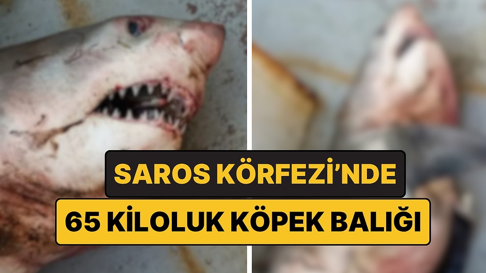 Orkinos Sandılar: Saros'ta Tekneye 65 Kiloluk Köpek Balığı Çıktı