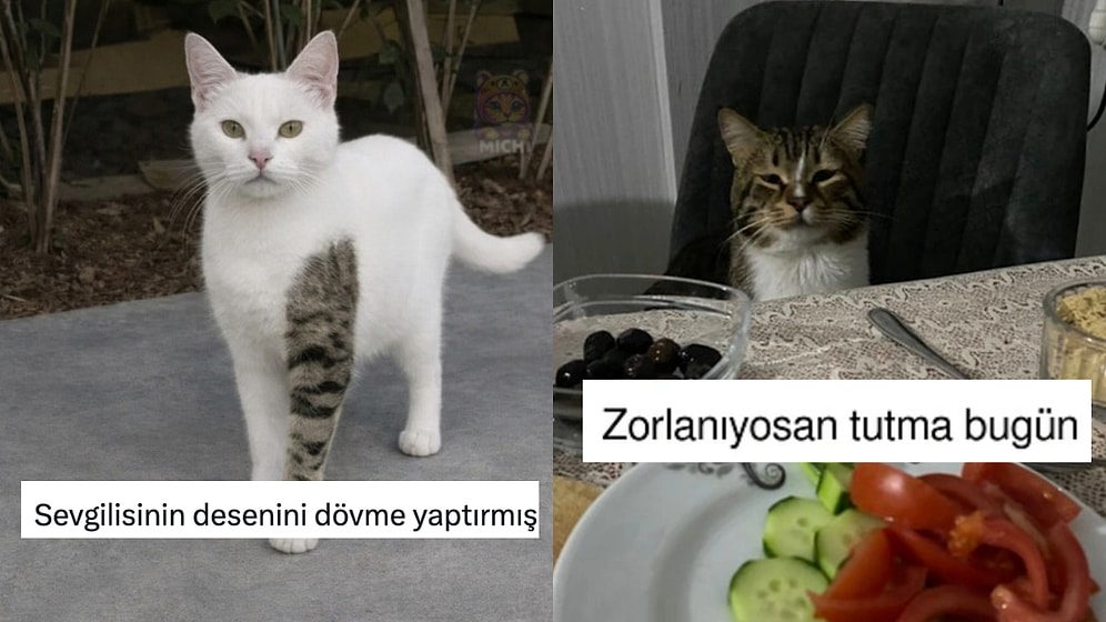 Zaten Hepsi Türk: Kedilere Dair Tespitleriyle Güldüren Kişiler