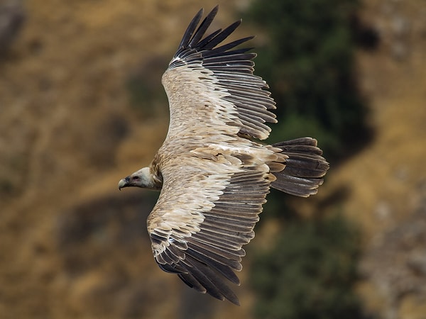 Kızıl akbaba (Gyps fulvus)