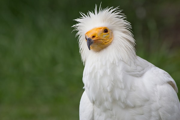 Küçük akbaba (Neophron percnopterus)