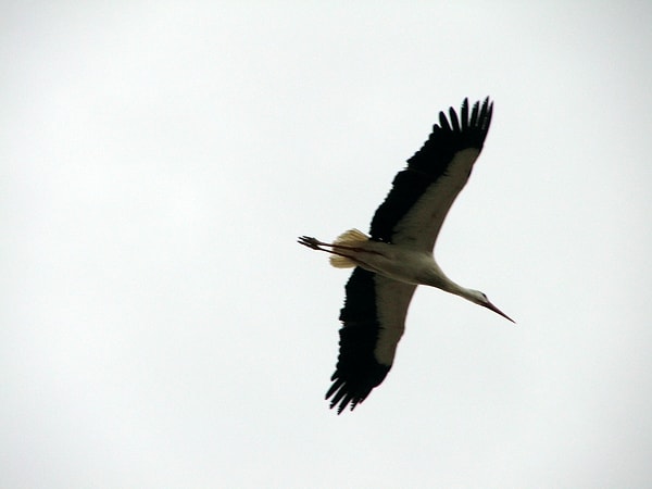 Leylek (Ciconia ciconia)