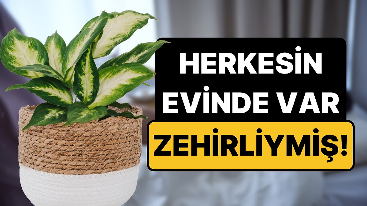 Pek Çok Evde Var: 'Ağlayan Çiçek'i Yiyen 2 Yaşındaki Çocuk Yoğun Bakıma Alındı