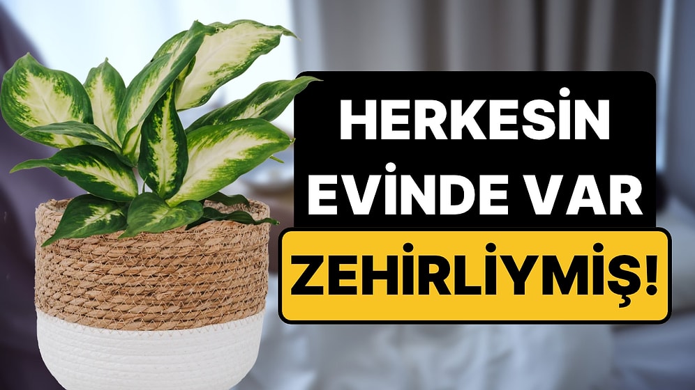 Pek Çok Evde Var: 'Ağlayan Çiçek'i Yiyen 2 Yaşındaki Çocuk Yoğun Bakıma Alındı