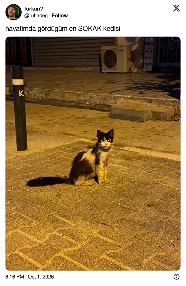 Sokak kedisi tabirinin hakkını ilk kez bu kadar veren kedi