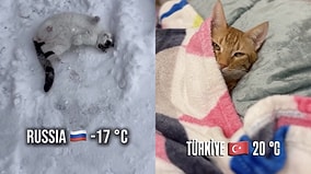 Cats Around the World Face Freezing Cold Weather in Hilarious Ways
