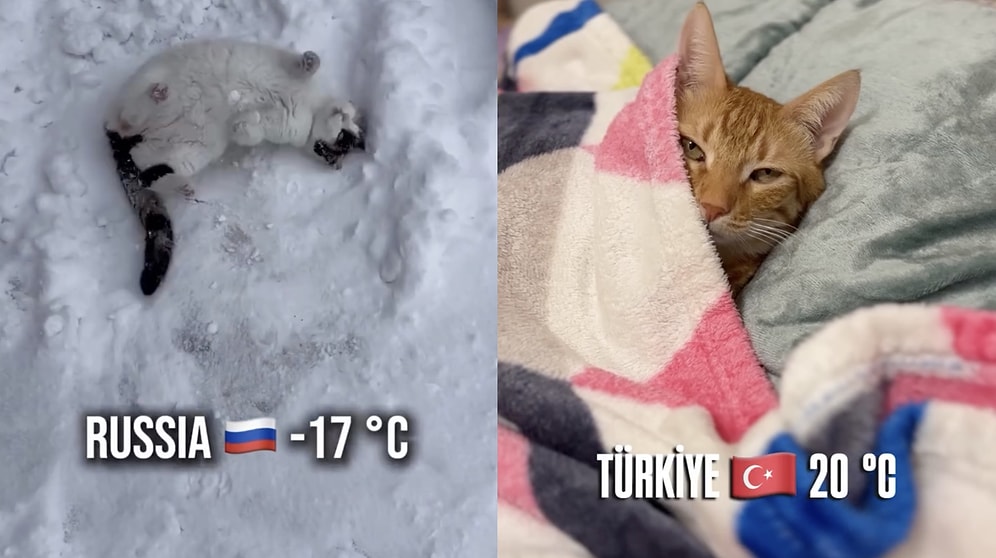 Cats Around the World Face Freezing Cold Weather in Hilarious Ways