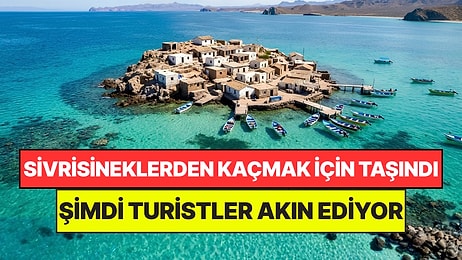 Sivrisineklerden Kaçmak İçin Kayalık Adaya Yerleşti: 100 Yıl Sonra Beklenmeyeni Başardı