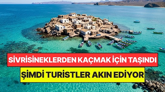Sivrisineklerden Kaçmak İçin Kayalık Adaya Yerleşti: 100 Yıl Sonra Beklenmeyeni Başardı