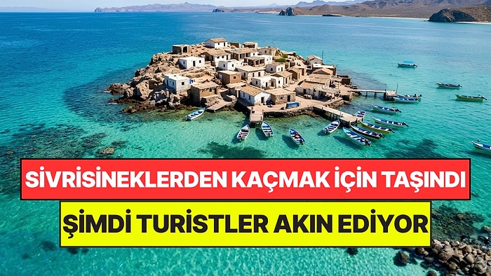 Sivrisineklerden Kaçmak İçin Kayalık Adaya Yerleşti: 100 Yıl Sonra Beklenmeyeni Başardı
