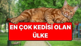 En Çok Kediye Sahip Ülke Belli Oldu: Her 10 Evden 6'sında Kedi Var