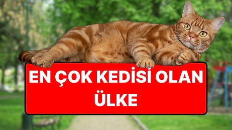 En Çok Kediye Sahip Ülke Belli Oldu: Her 10 Evden 6'sında Kedi Var