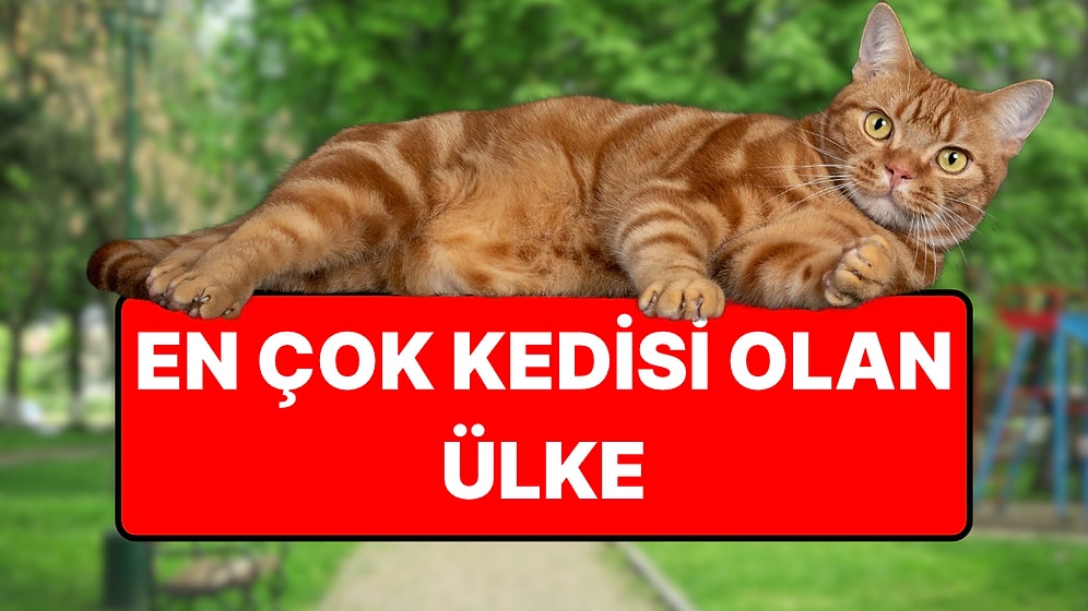 En Çok Kediye Sahip Ülke Belli Oldu: Her 10 Evden 6'sında Kedi Var