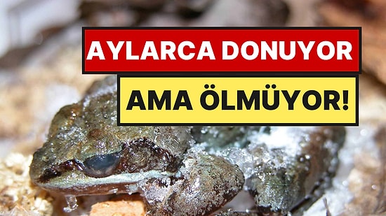Kışın Vücudunun Yüzde 70'i Donuyor: Havalar Isınınca Yeniden Hayata Dönüyor