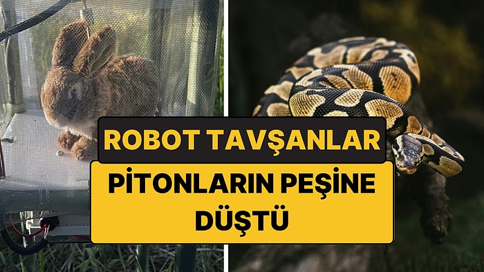 Robot Tavşanlarla Piton Avı Başladı: Yılanların Tepkisi de Şaşırtıcı!
