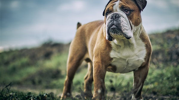 Boğa: İngiliz Bulldog