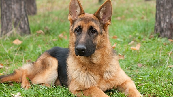 Oğlak: Alman Çoban Köpeği