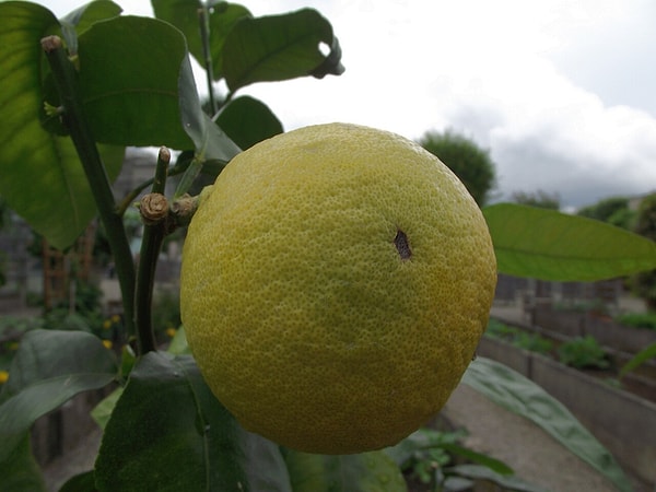 Kokulu çaylara aromasını veren bergamot kabuğu demlikte de işe yarıyor