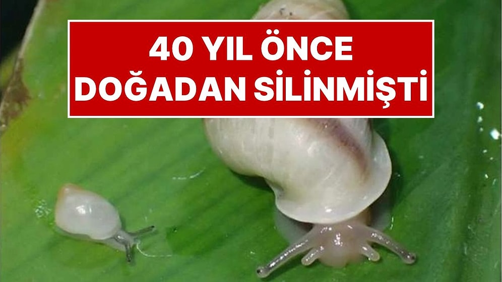 40 Yıl Önce Doğadan Silinmişti: Hayvanat Bahçelerinden Kurtarılan Salyangozlar Adaya Geri Döndü