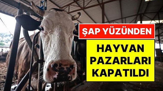 Amasya'da Şap Alarmı: Tüm Hayvan Pazarları İkinci Bir Duyuruya Kadar Kapatıldı, Sevkler Sürüyor