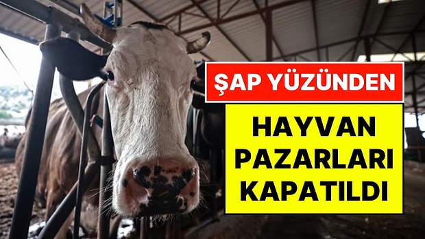 Amasya'da Şap Alarmı: Tüm Hayvan Pazarları İkinci Bir Duyuruya Kadar Kapatıldı, Sevkler Sürüyor