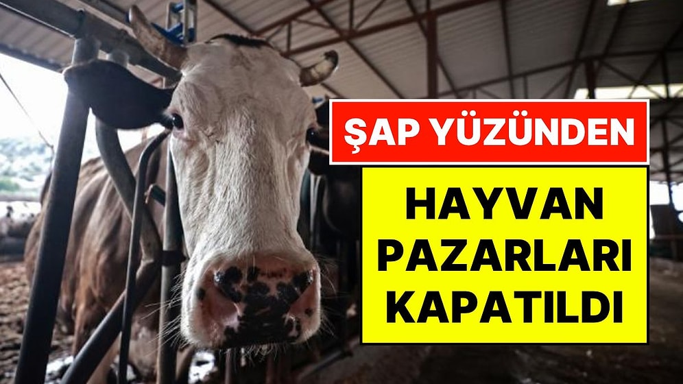 Amasya'da Şap Alarmı: Tüm Hayvan Pazarları İkinci Bir Duyuruya Kadar Kapatıldı, Sevkler Sürüyor