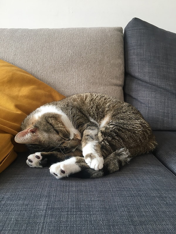 Kedi yoğunluğu yüksek ülkelerde mutluluk puanı da yüksek çıktı