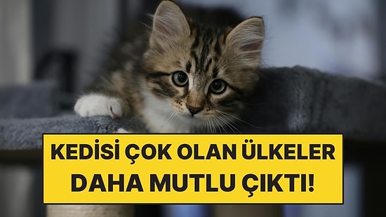 Kedisi Çok Olan Ülkelerde Mutluluk Daha Yüksek Çıktı