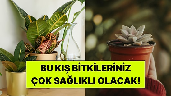 Bitkileriniz Kışı Atlatamıyorsa Bu 9 Hatayı Yapıyor Olabilirsiniz