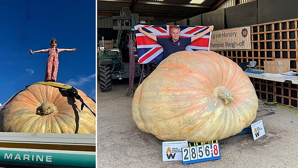 Günde 590 Litre Su, 40 Derece: 1,3 Tonluk Bal Kabağı Nasıl Yetişti?