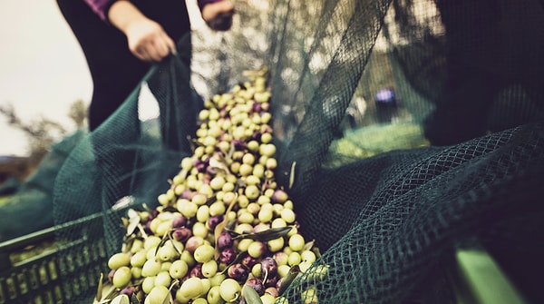 Zeytin Hasadı Yevmiyesi Ne Kadar? İşte 2026-2027 Ücretleri