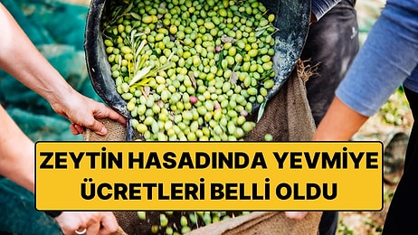 2026 - 2027 Zeytin Hasadı Yevmiyeleri Belli Oldu