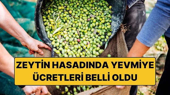 2026 - 2027 Zeytin Hasadı Yevmiyeleri Belli Oldu
