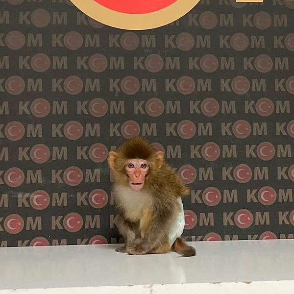 Afyonkarahisar'da bir evde Rhesus makak cinsi maymun yakalandı