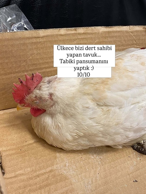 Ülkeyi dert sahibi yapan tavuk 10/10'u hak etti