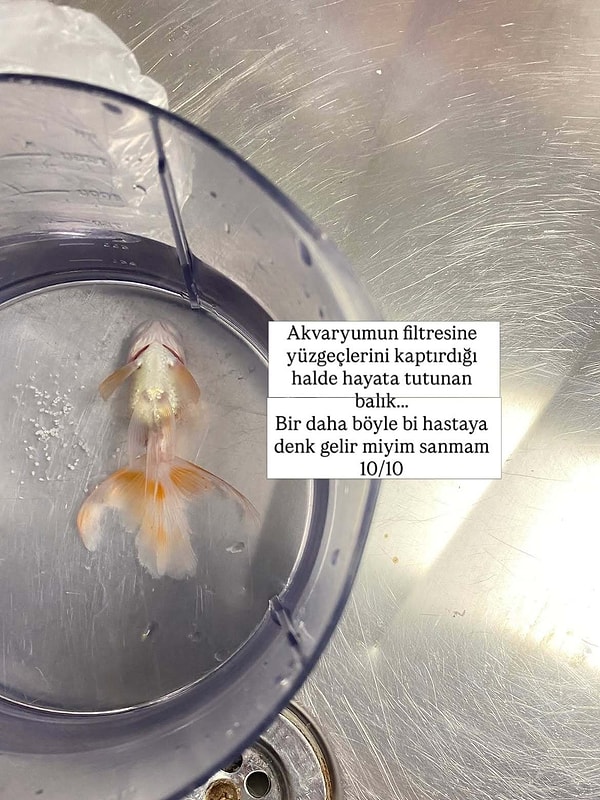 Yüzgeçlerini filtreye kaptıran balığa tam puan