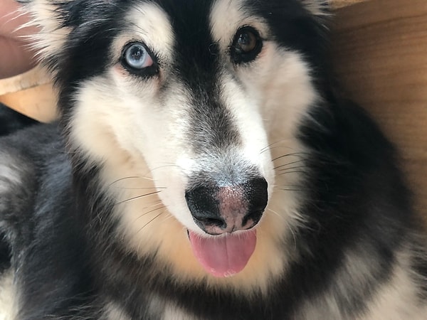 Köpekler yalnızca heceleri izliyor, yavruyken duydukları konuşma miktarı sonucu değiştirmedi
