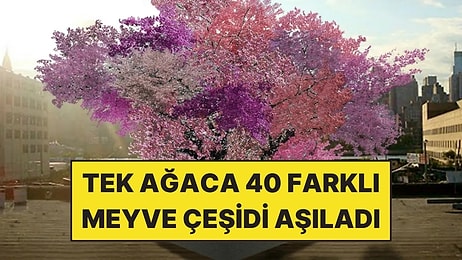 Tek Ağaca 40 Farklı Meyve Çeşidi Aşıladı