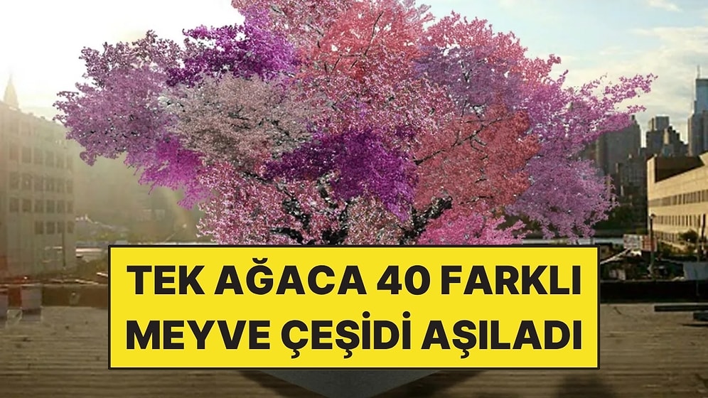 Tek Ağaca 40 Farklı Meyve Çeşidi Aşıladı