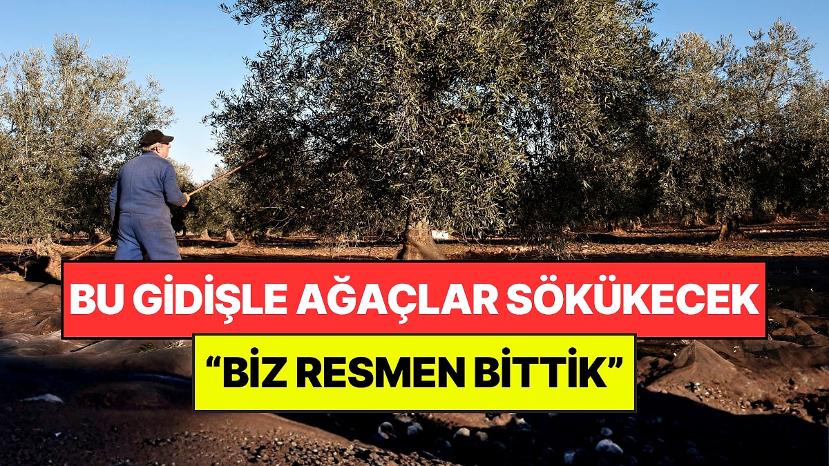 Tarlada 20 Lira, Markette 350 Liraya Satılıyor: "Böyle Giderse Ağaçları Keseceğiz"