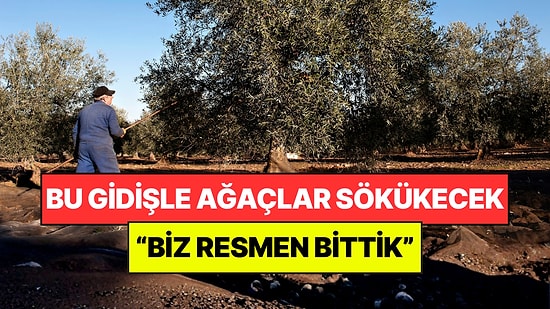 Tarlada 20 Lira, Markette 350 Liraya Satılıyor: "Böyle Giderse Ağaçları Keseceğiz"