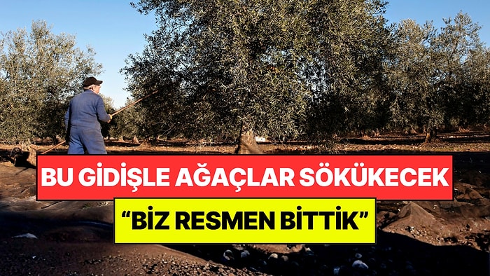 Tarlada 20 Lira, Markette 350 Liraya Satılıyor: "Böyle Giderse Ağaçları Keseceğiz"