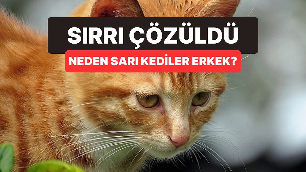 Sarı Kedilerin Sırrı 60 Yıl Sonra Çözüldü: Çoğunun Neden Erkek Olduğu da Belli Oldu