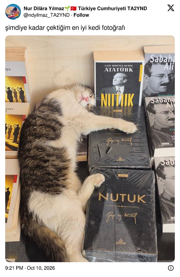 Kitapların üzerine kurulup mışıl mışıl uyuyan bir tekir