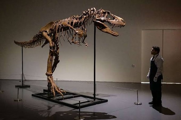 Dinozor fosili pazarındaki fiyat artışları rekor seviyelere ulaşmış durumda.