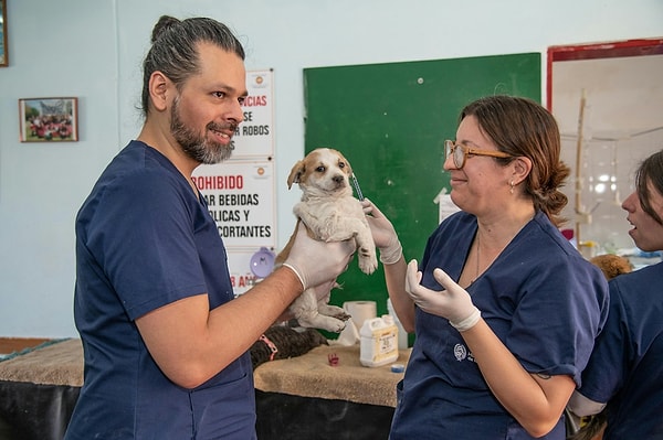 Bilim insanları köpeklerin biyolojik yaşını ölçen bir saat geliştirdi