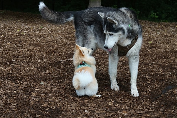 Erkek köpeklerde farkın izi X kromozomunda çıktı